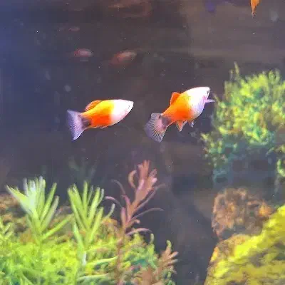 ماهی پلاتی میکی موس|ماهی|ملایر, |دیوار