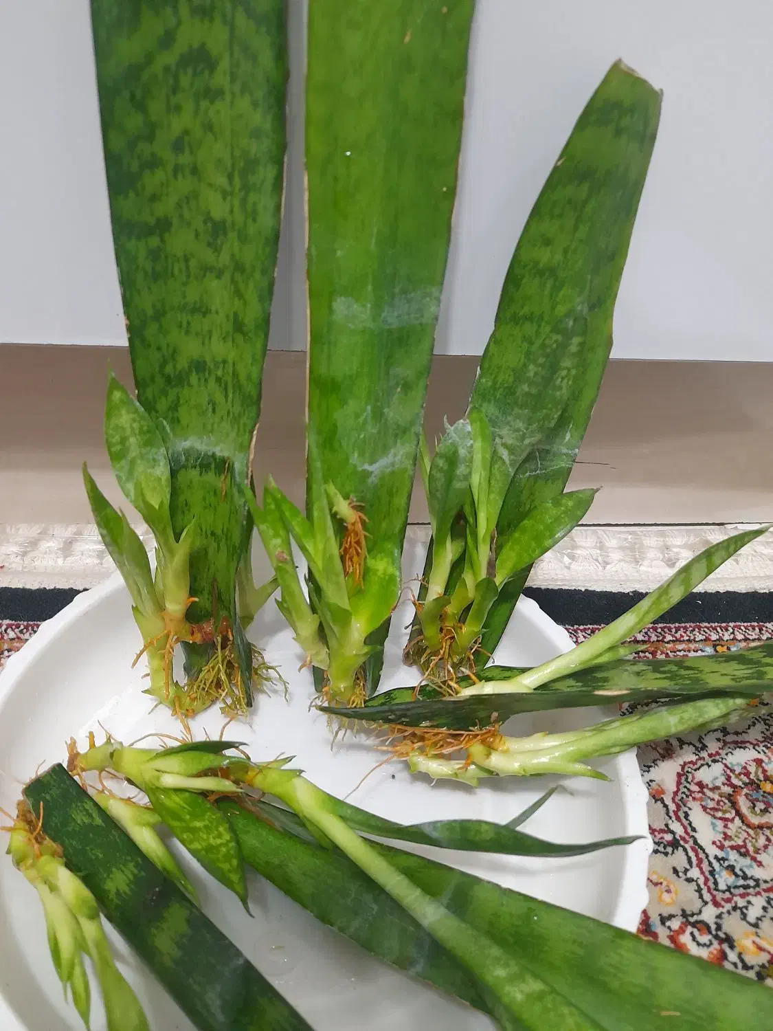 ۶ عدد گل سانسوریا تکثیر شده آماده کاشت|گل و گیاه طبیعی|تبریز, |دیوار