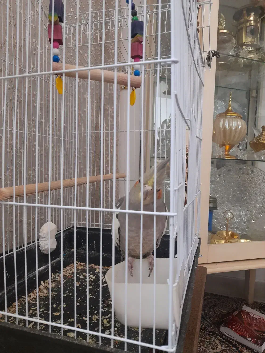 عروس هلندی سینامون|پرنده|قرچک, میرزائی جنوبی|دیوار