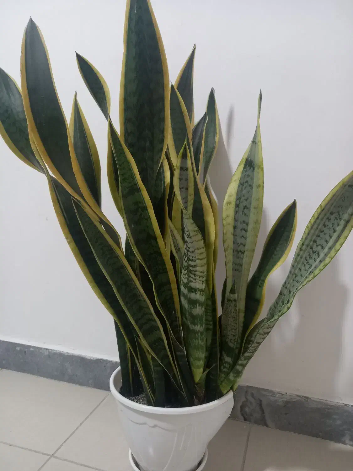 گل سانسوریا|گل و گیاه طبیعی|سیاهکل, |دیوار