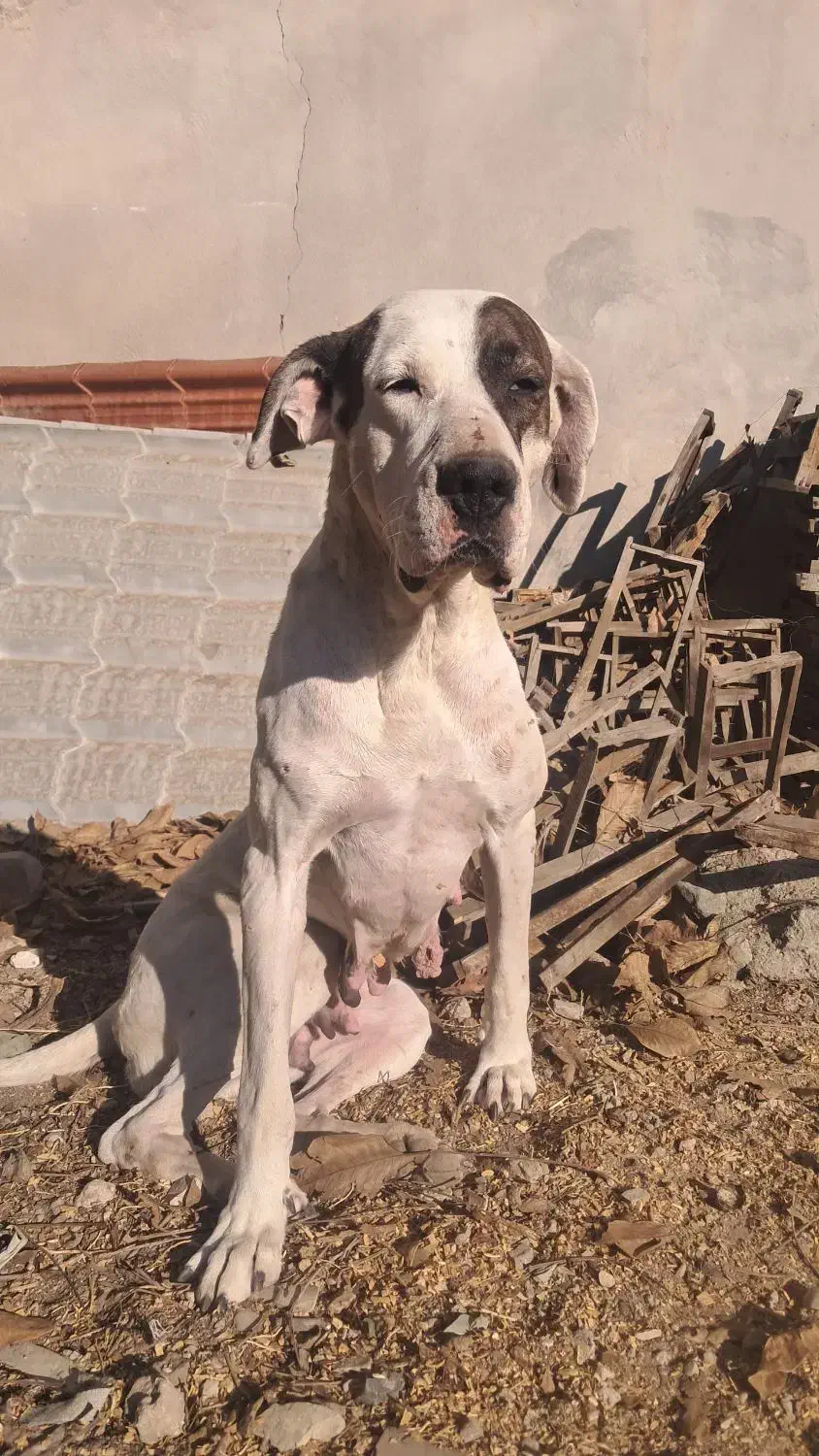 سچ داگو|سگ|جاجرود, |دیوار