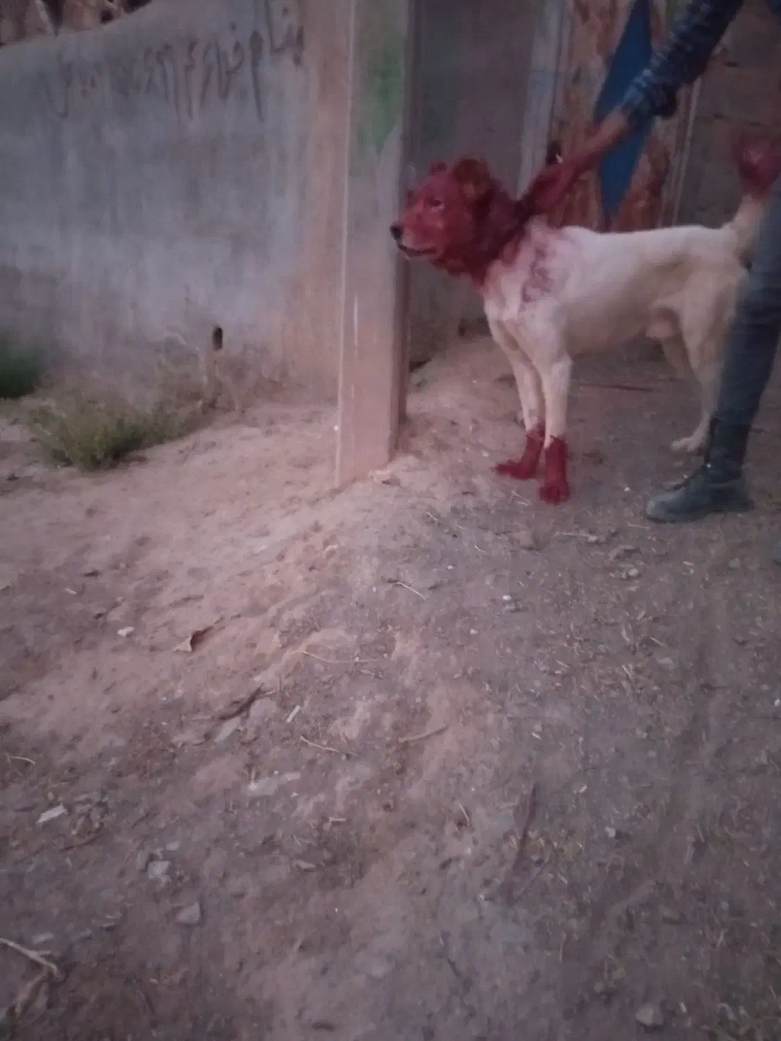 سگ گله واگزاری|سگ|زیرکوه, |دیوار