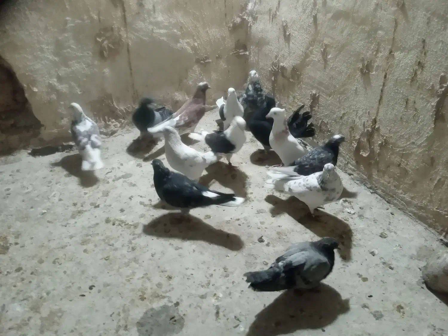 کفتر تهرونی وسیاه پشت|پرنده|خمینیشهر, |دیوار