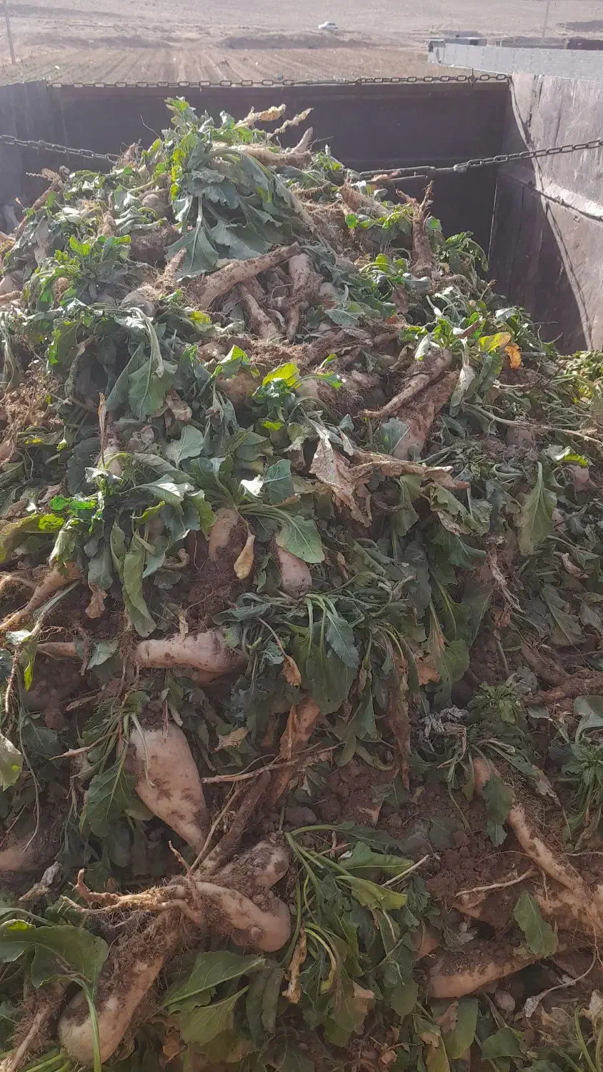 چغندر قند|عمده‌فروشی|مشهد, مشکینی (شهرک غرب)|دیوار