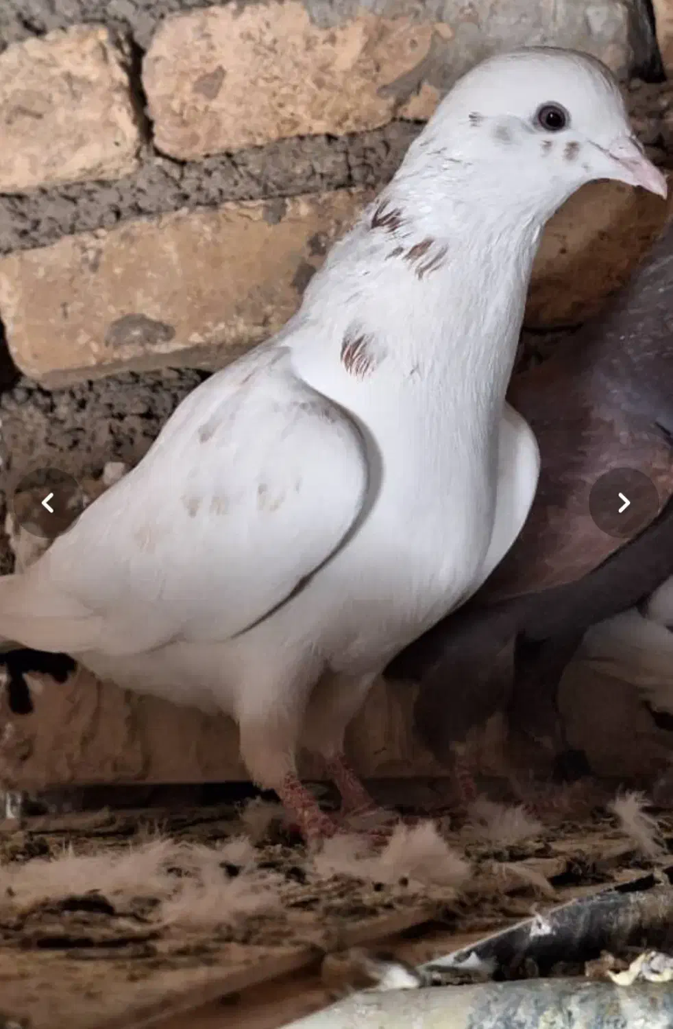 فروش کفتر|پرنده|فریدونشهر, |دیوار