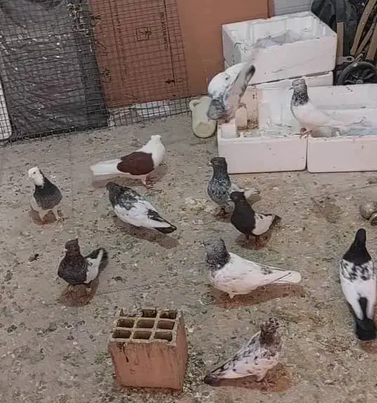 کبوتر(کفتر)بهبهانی|پرنده|مرودشت, شهرک مهدیه|دیوار