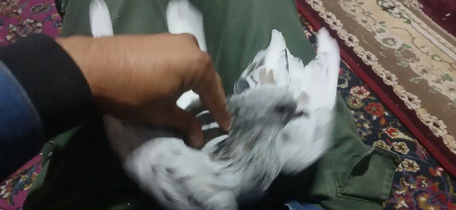 کبوتر سرور دم سفید نر|پرنده|فیروزآباد (فارس), |دیوار