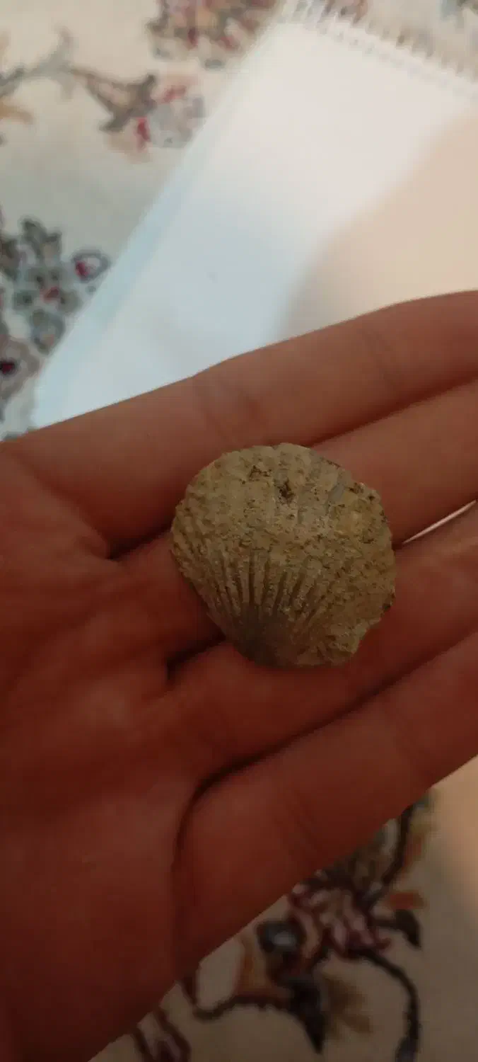 دوعدد فسیل بسیار قدیمی وزیبا|کلکسیون اشیاء عتیقه|همدان, |دیوار