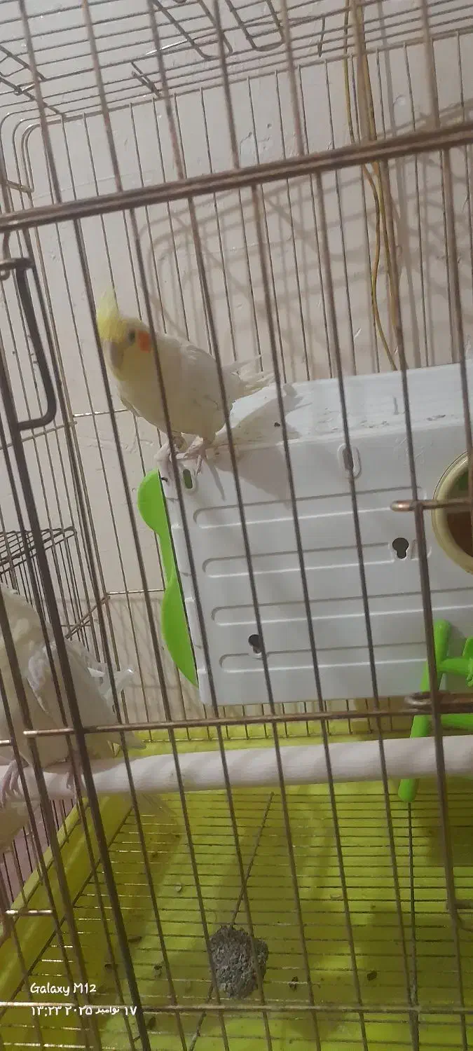 یک جفت عروس هلندی لوتینو کارداده|پرنده|پاکدشت, پاکدشت (مامازند)|دیوار