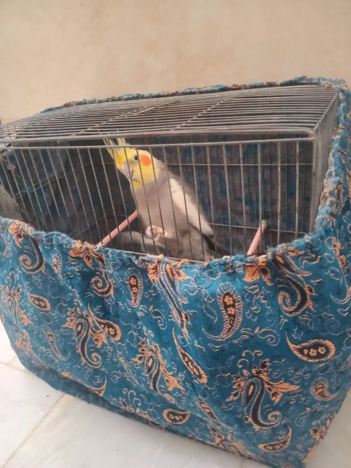 عروس هلندی سینامون|پرنده|قم, بنیاد|دیوار