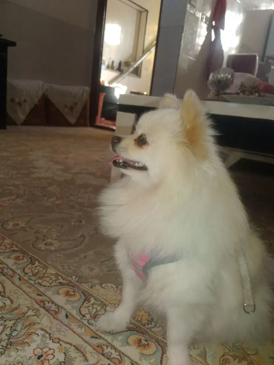 سگ پامر|سگ|اردکان, |دیوار