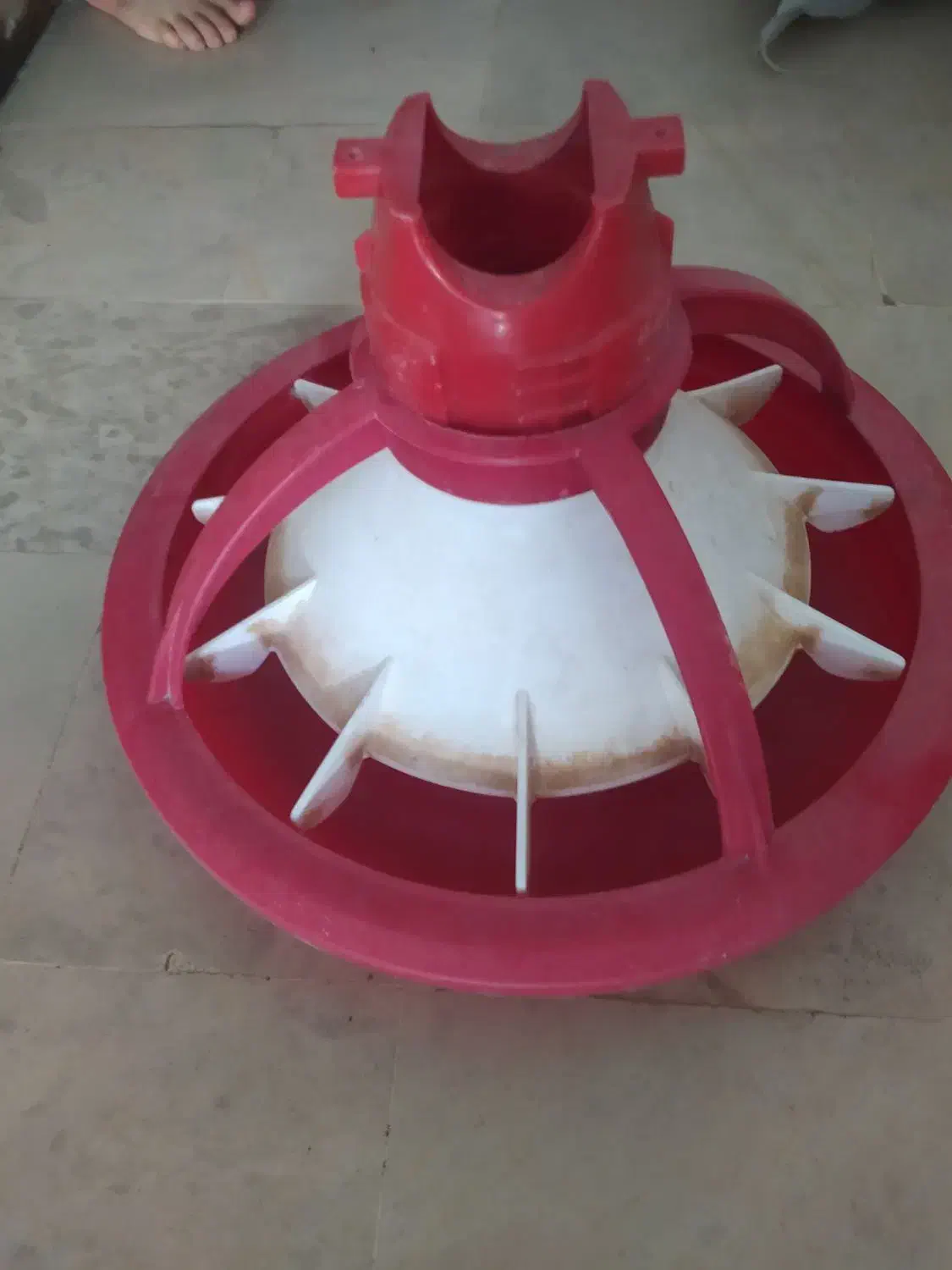 دانخوری بشقابی|لوازم جانبی حیوانات|هرسین, |دیوار