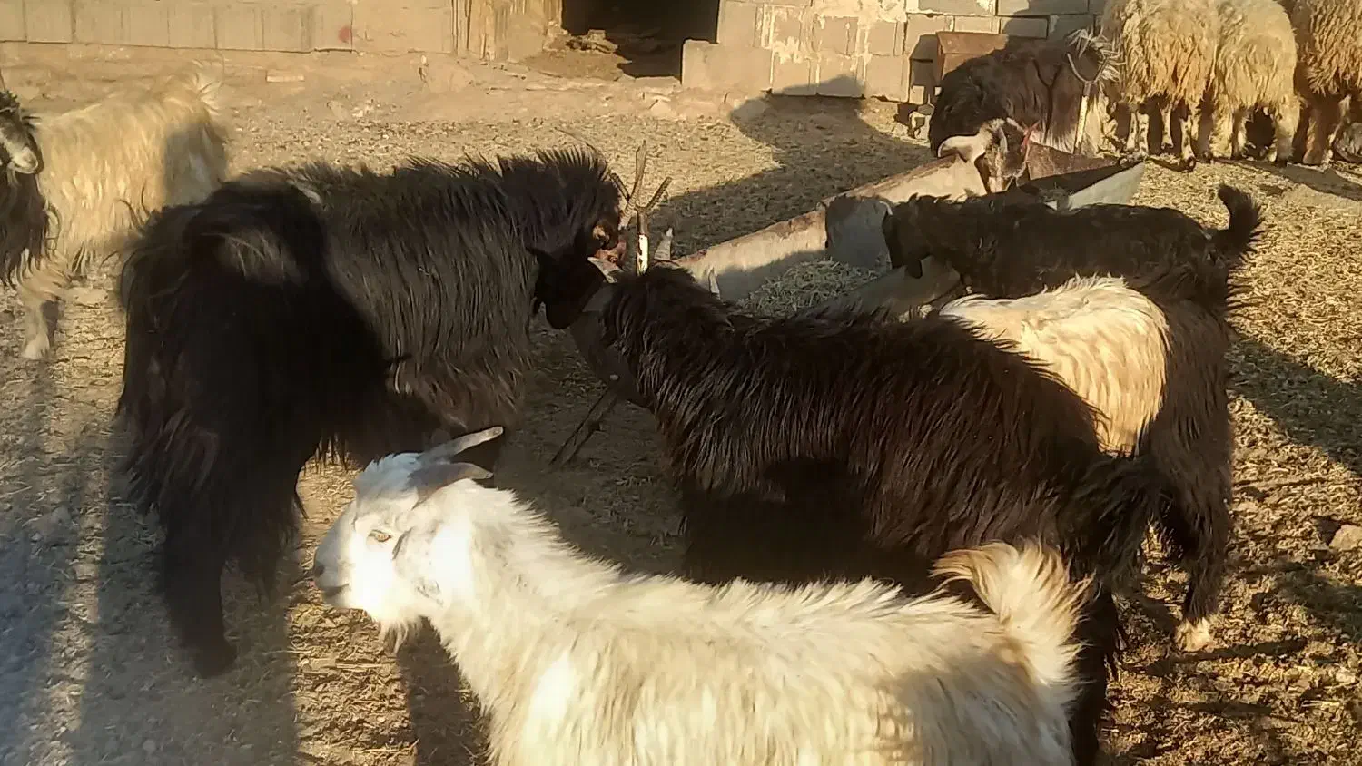 کهره چاق میش چاق بز چاق بره|حیوانات مزرعه|مرودشت, علیآباد|دیوار