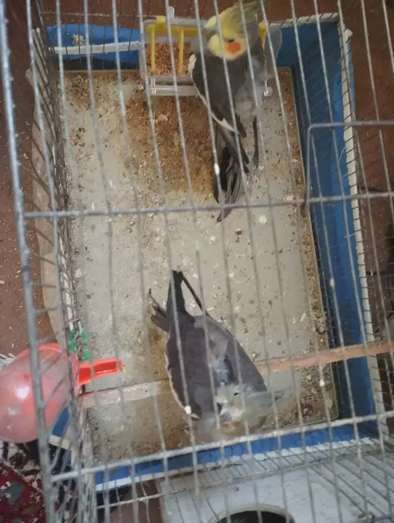 عروس علندی مولد|پرنده|مشگین شهر, |دیوار