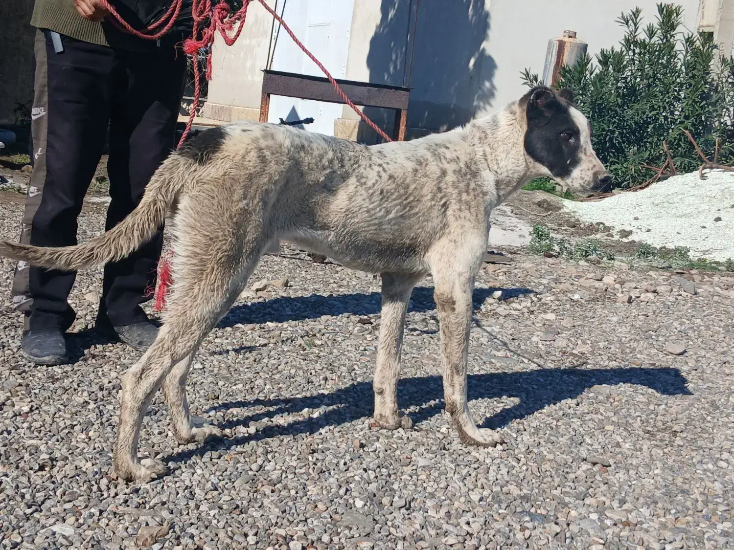 سگ البای نر|سگ|گنبد کاووس, |دیوار