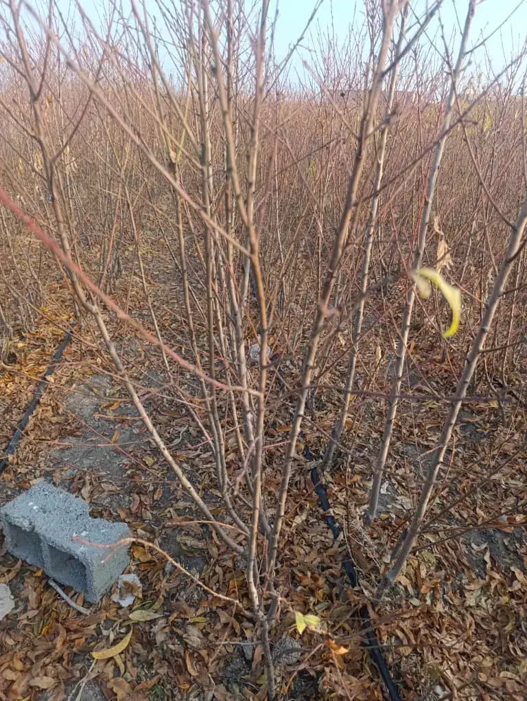 نهالستان برتر و با کیفیت شهر نهال|خدمات باغبانی و درختکاری|سرپل ذهاب, |دیوار