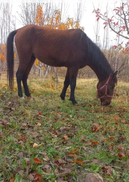 اسب مادیان ۴ ساله|اسب و تجهیزات اسب‌سواری|مشگین شهر, |دیوار