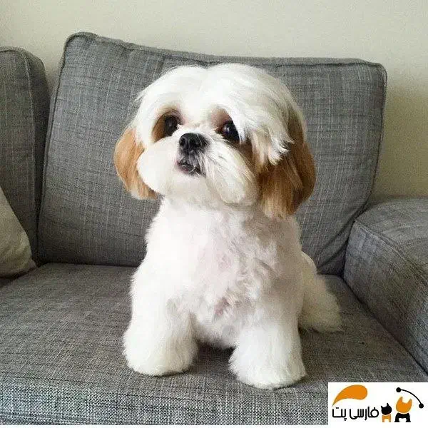 پیداشده|حیوانات|کنگاور, |دیوار