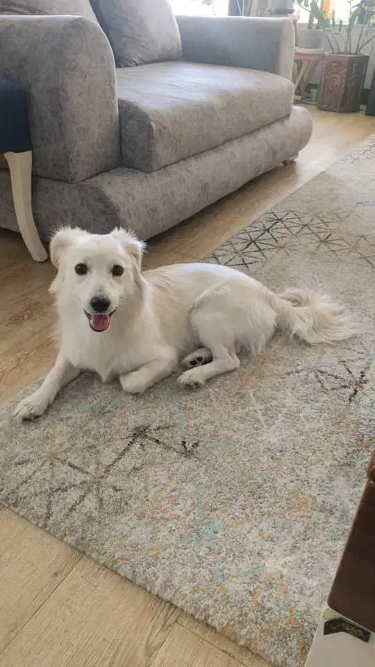 گمشده|حیوانات|شیراز, شاپورجان|دیوار