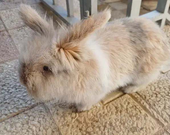 خرگوش تربیت شده|موش و خرگوش|کرج, فاز ۱ مهرشهر|دیوار