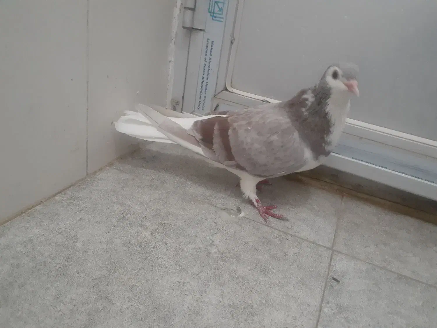 ساده ماده|پرنده|سبزوار, توحیدشهر|دیوار