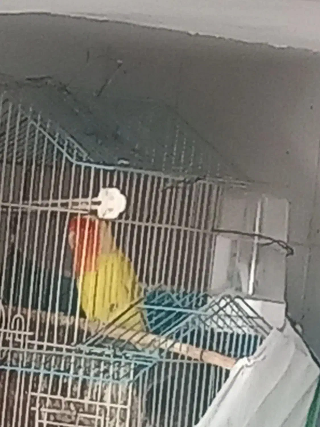 کوتوله|پرنده|چناران, |دیوار