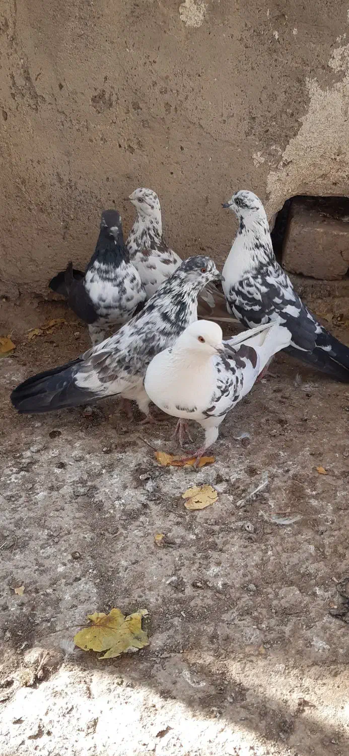 کبوتر غریبگیری|پرنده|ساوه, |دیوار