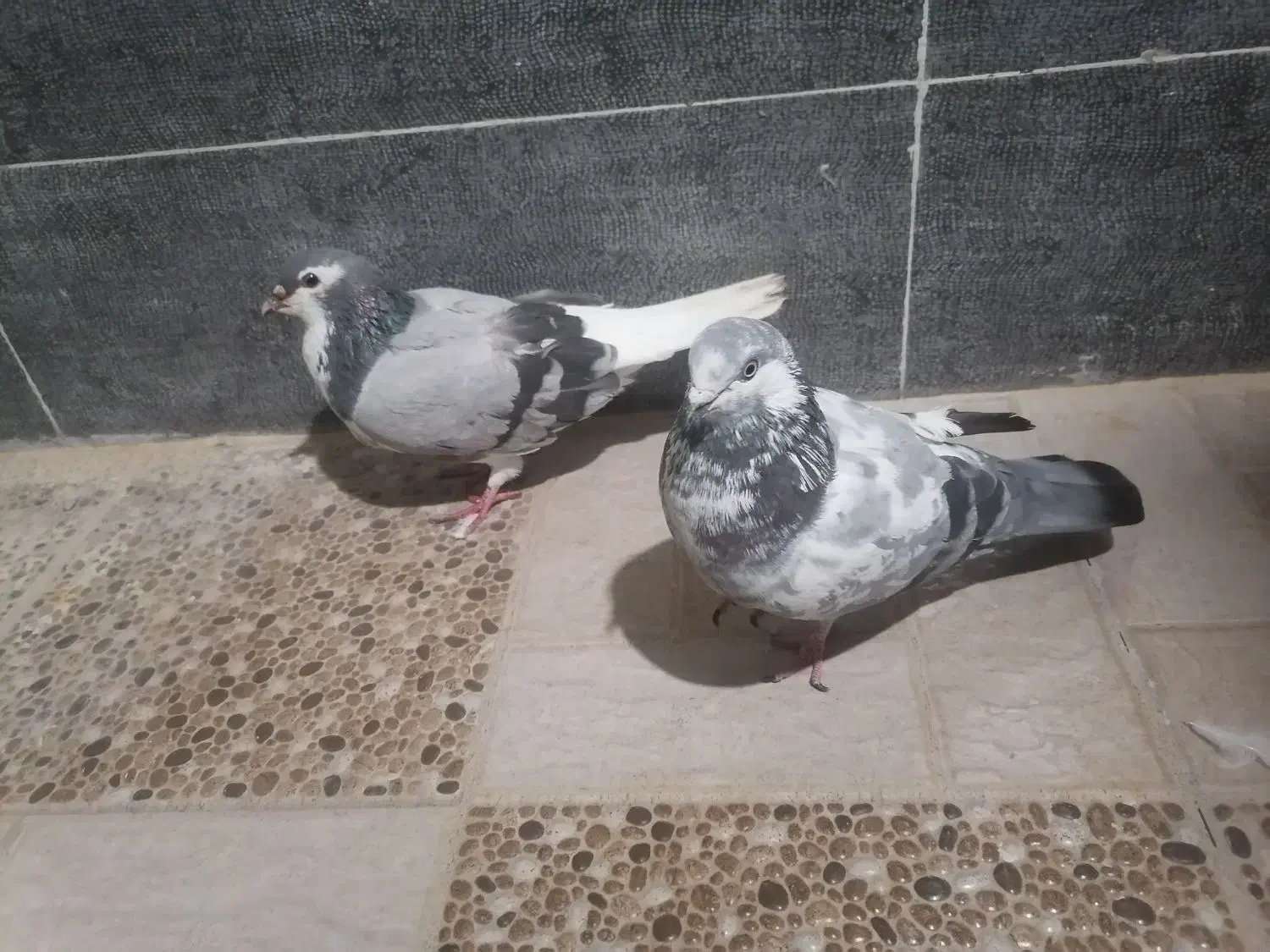 کبوترخوشرنگ سبز|پرنده|بندر گناوه, |دیوار