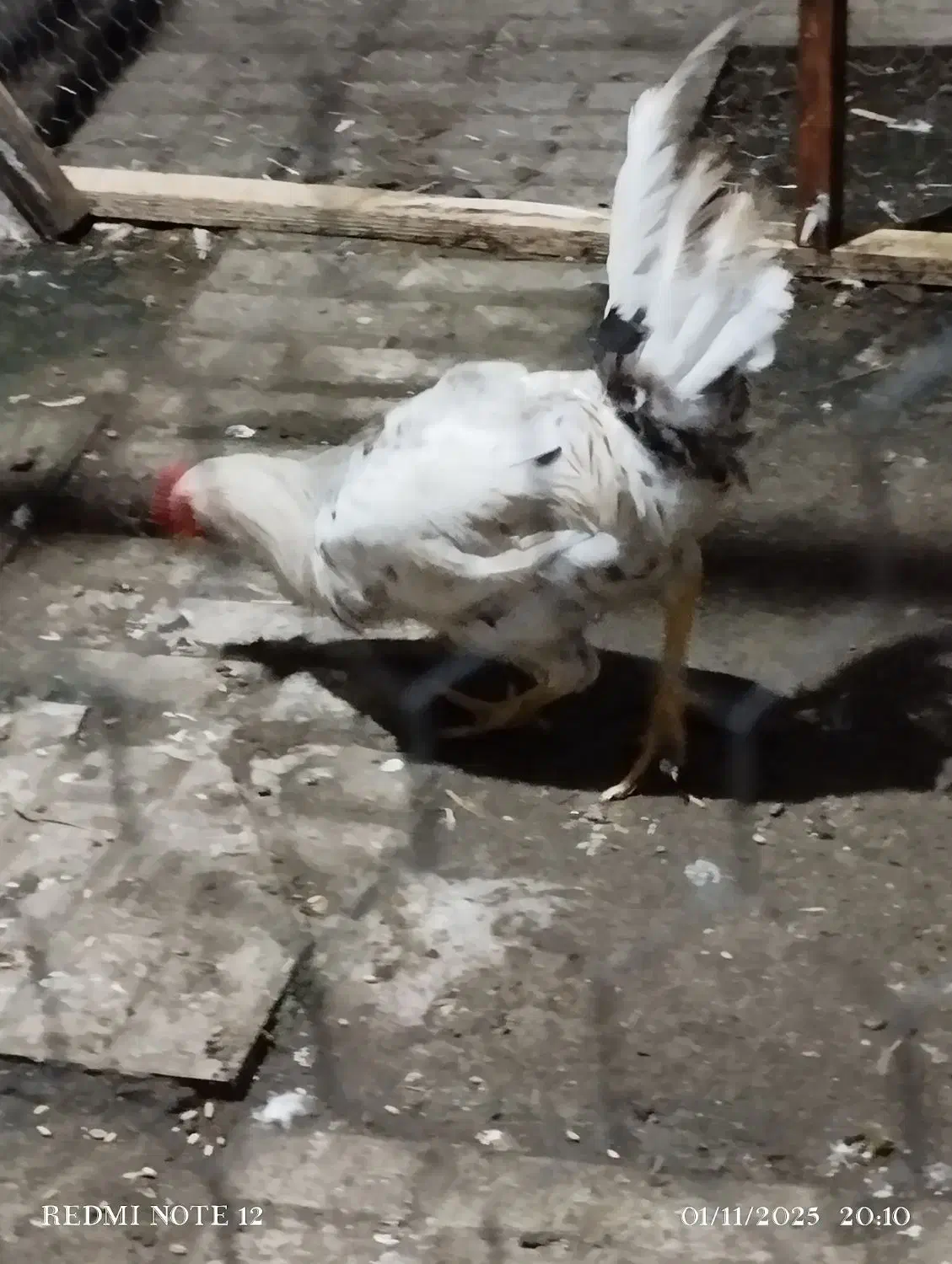 خروس گلین لری ریشو|حیوانات مزرعه|املش, |دیوار