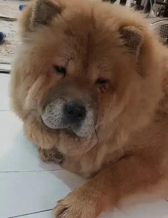 سگ چاوچاو ماده|سگ|تهران, باغ فیض|دیوار