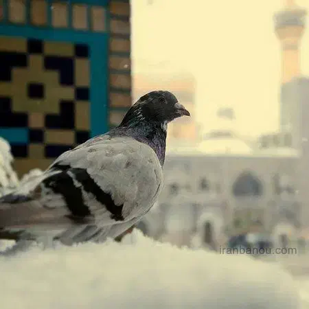 تور زیارتی مشهد|تور و چارتر|یزد, |دیوار