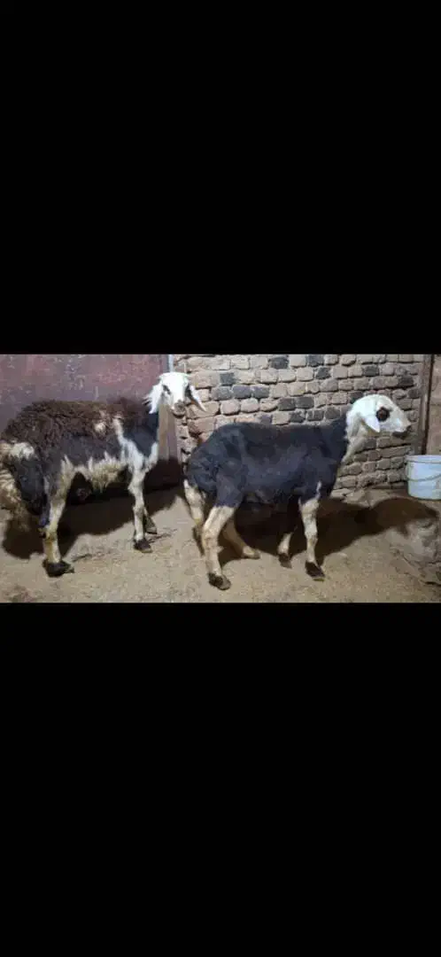 فروش دو عدد بره قوچ|حیوانات مزرعه|زند, |دیوار