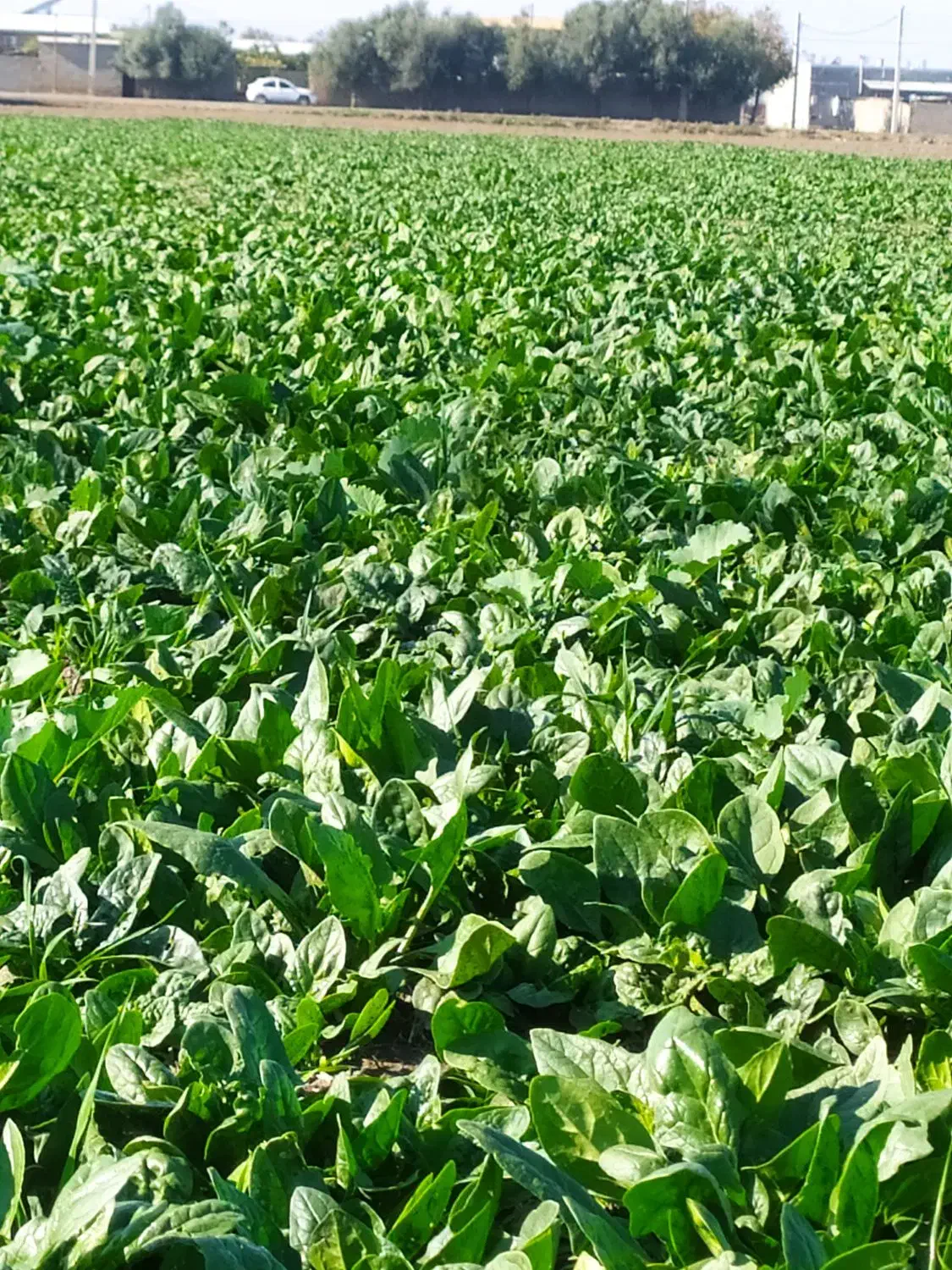 فروش اسفناج تازه|خوردنی و آشامیدنی|آق قلا, |دیوار