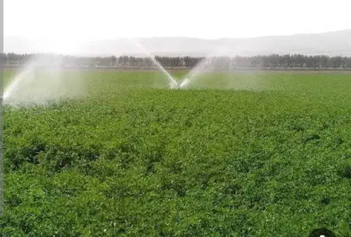 اجاره ۵ هکتار زمین کشاورزی دینور|اجارهٔ دفتر صنعتی، کشاورزی، تجاری|دینور, |دیوار