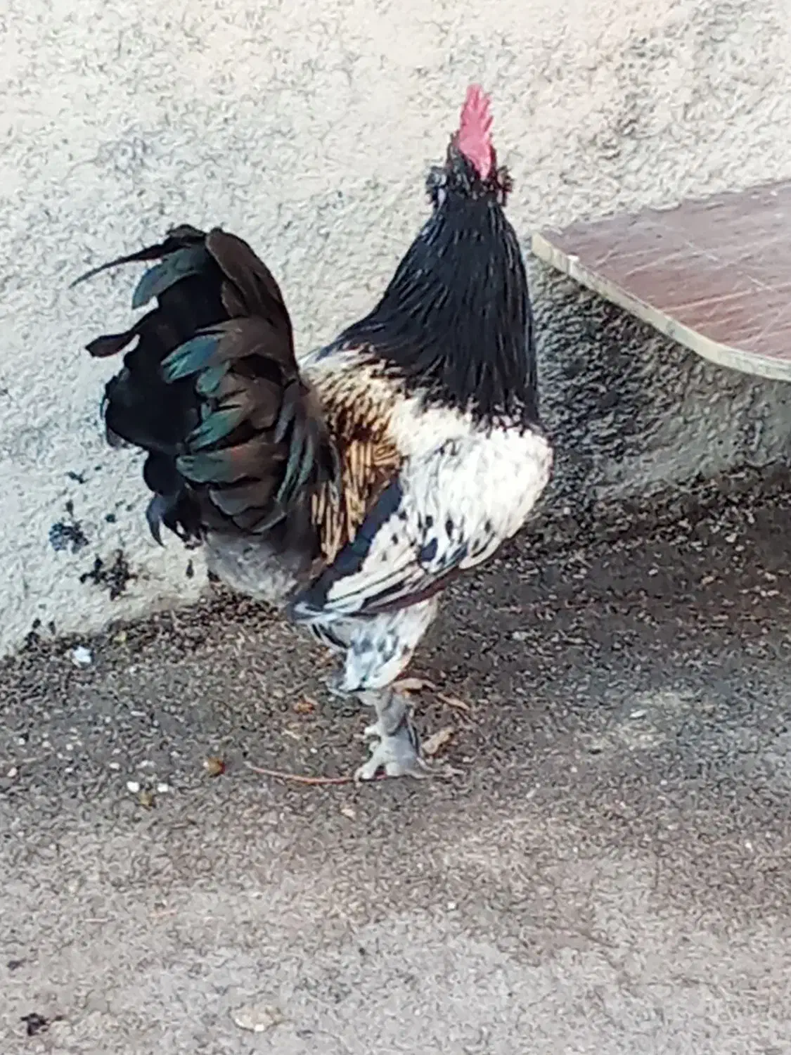 خروس 9ماهه ویک سال دوماه|حیوانات مزرعه|دوگنبدان, |دیوار