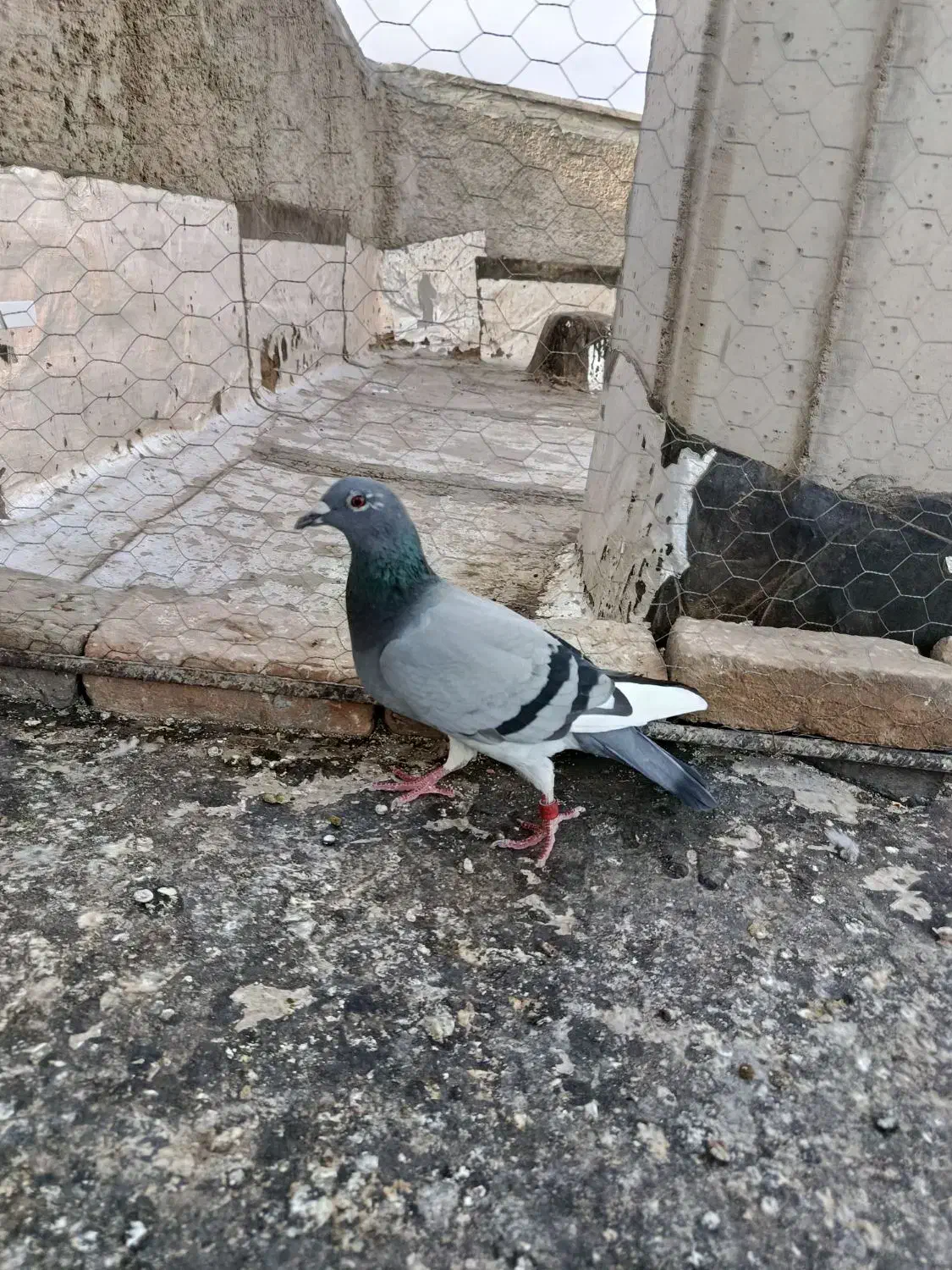 کفتر پلاکی|پرنده|الوند, |دیوار