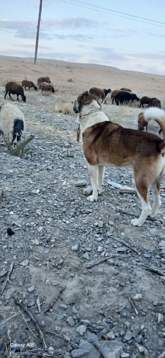 واگذاری سگ|سگ|بستان آباد, |دیوار