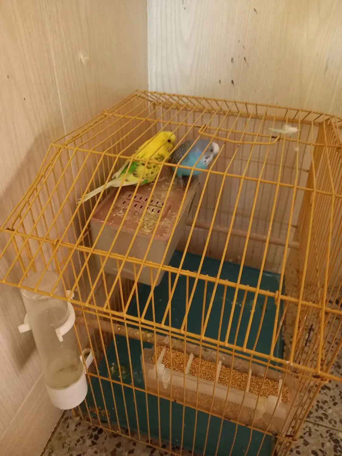 مرغ عشق|پرنده|بندر دیر, |دیوار