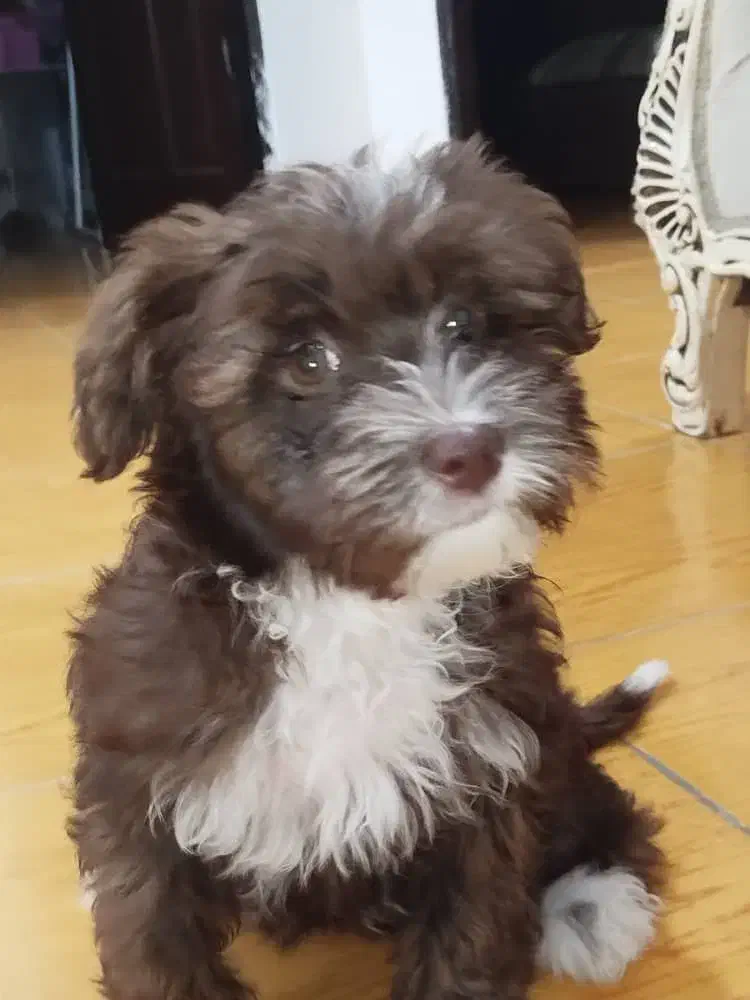 توله سگ شیتزو تریر سه ماهه|سگ|آستارا, |دیوار