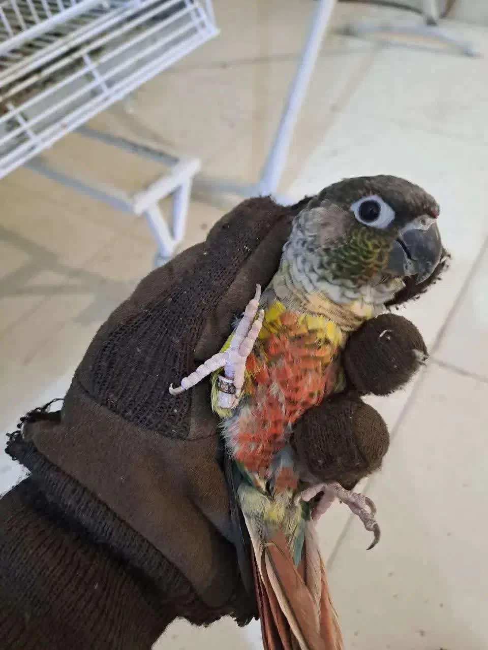 گرینچیک نر بالغ|پرنده|تهران, آزادشهر|دیوار