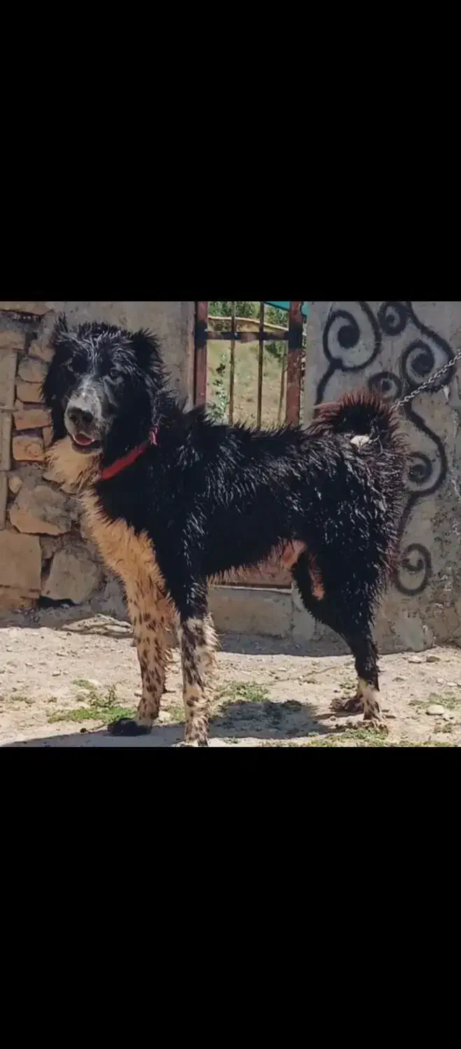 سگ قدرجونی اصیل|سگ|لاران, |دیوار