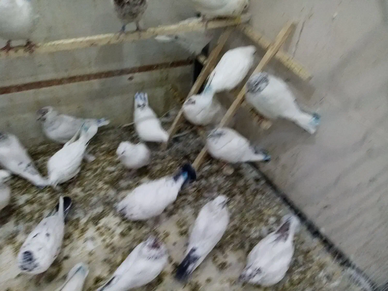 کفترپرشی|پرنده|الیگودرز, |دیوار