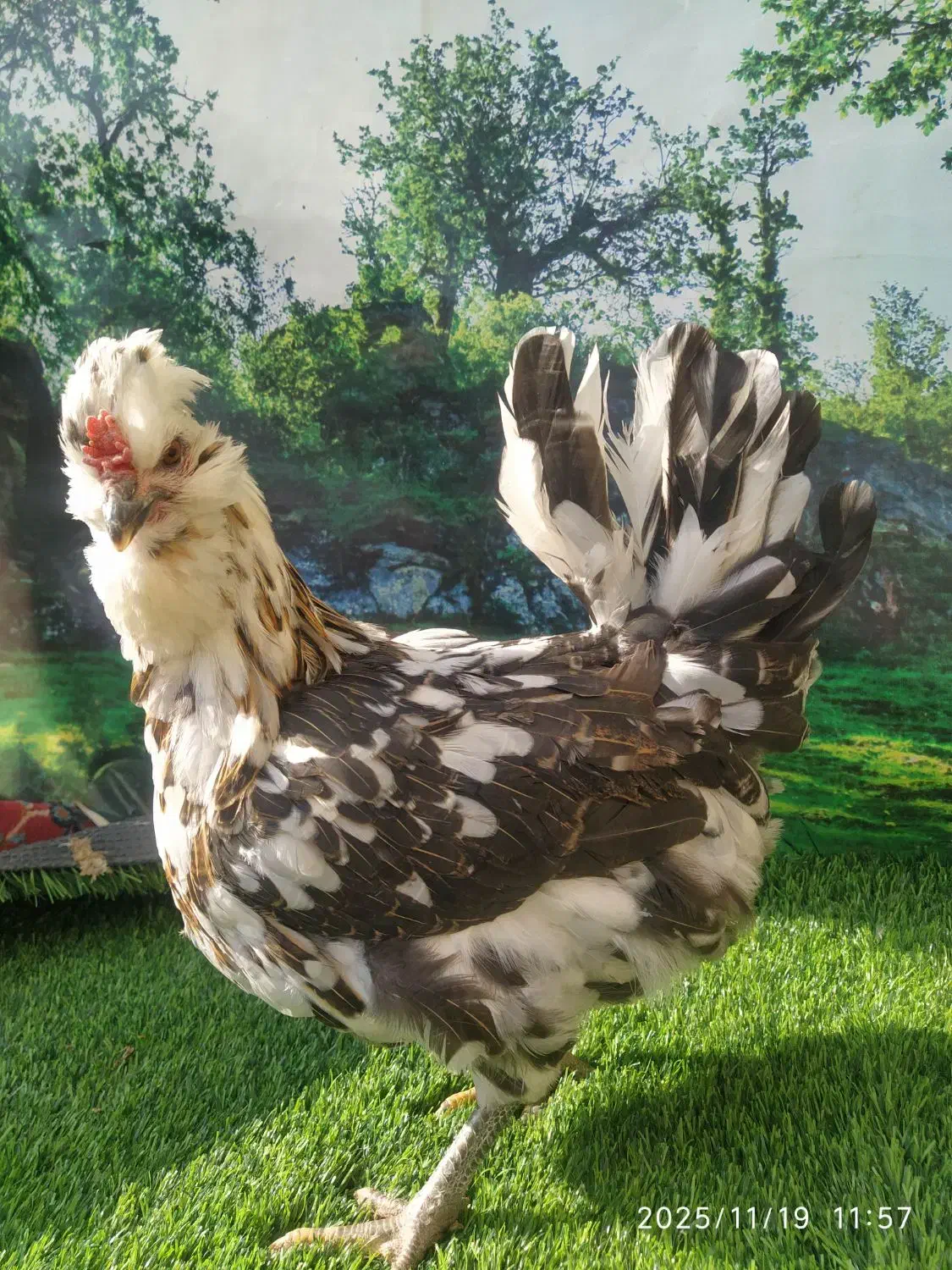 تخم مرغ نطفه دار گلین لری|حیوانات مزرعه|مشهد, چاهشک|دیوار