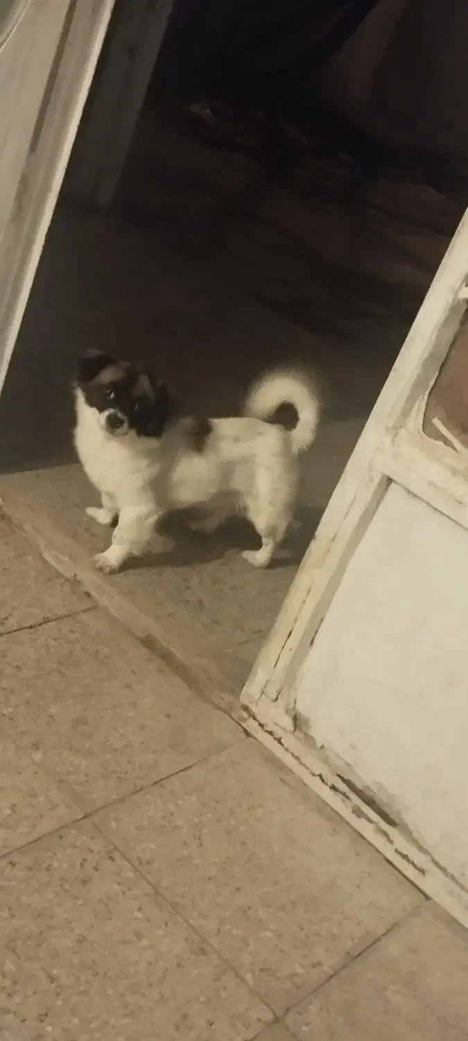 سگ شیتزو تریر|سگ|کرمانشاه, |دیوار