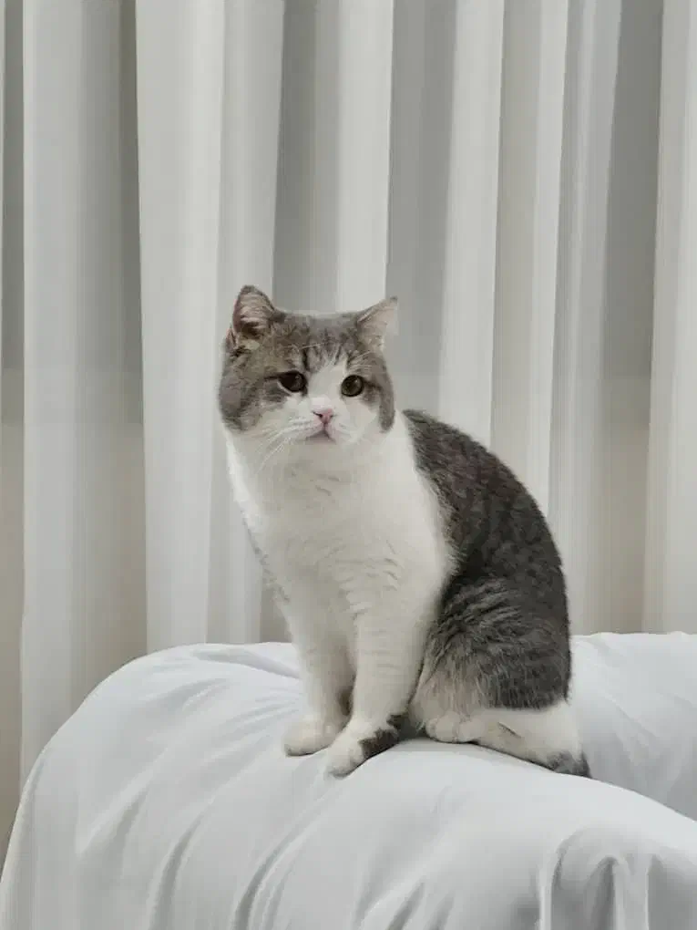 گربه بیریتیش یک سال و نیمه واکسینه|گربه|میبد, |دیوار