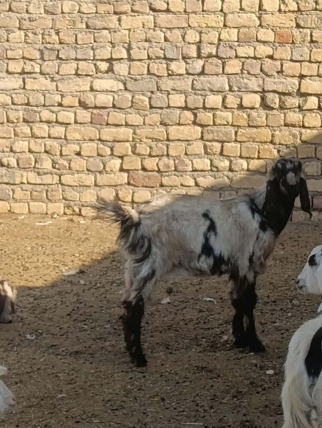 تعدادی بز و بزغاله نر و ماده|حیوانات مزرعه|جعفرآباد, |دیوار