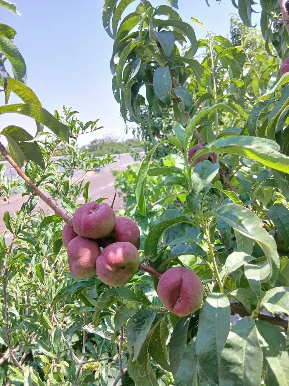 باغ و باغچه ویلا 200متری سندار|فروش زمین و ملک کلنگی|ری, علایین|دیوار