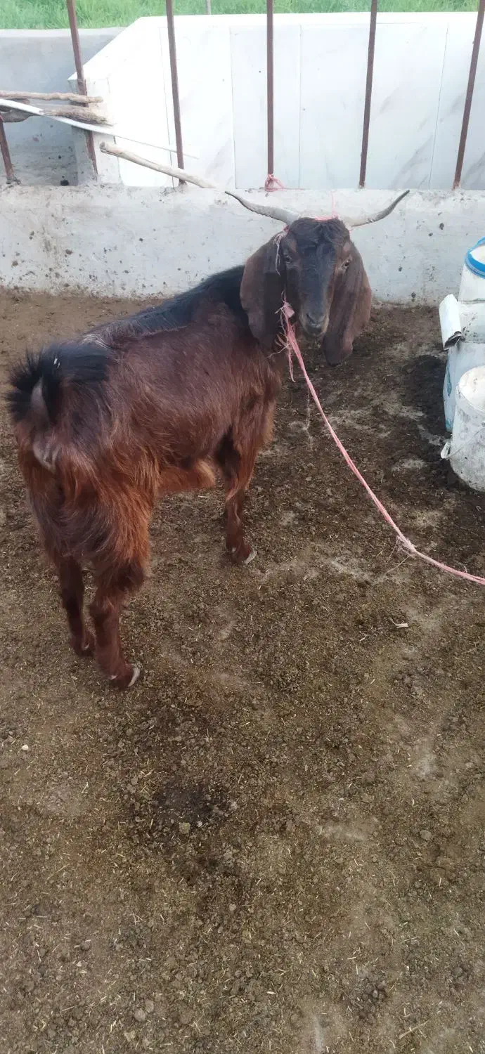 توقلی ماده وبز ابستن|حیوانات مزرعه|سیمین شهر, |دیوار