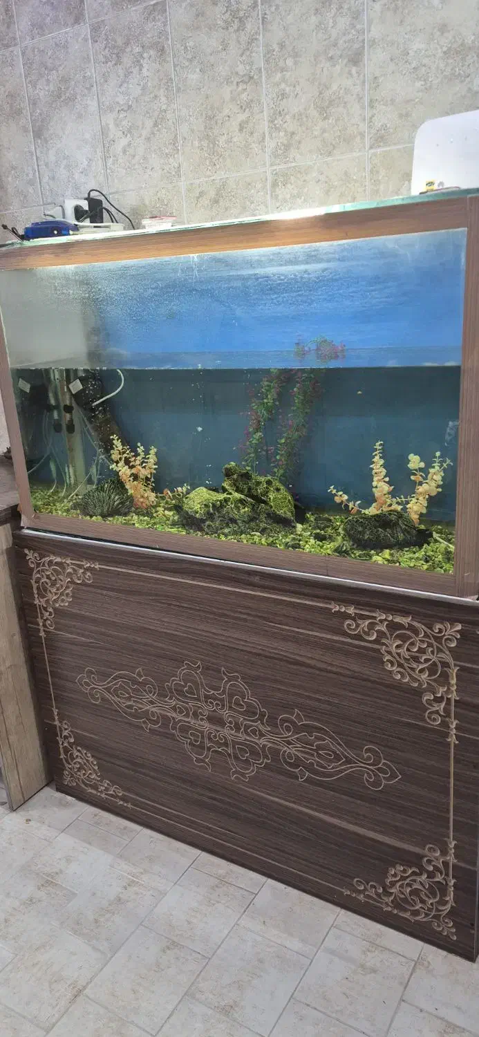 اکواریوم|ماهی|یزد, |دیوار