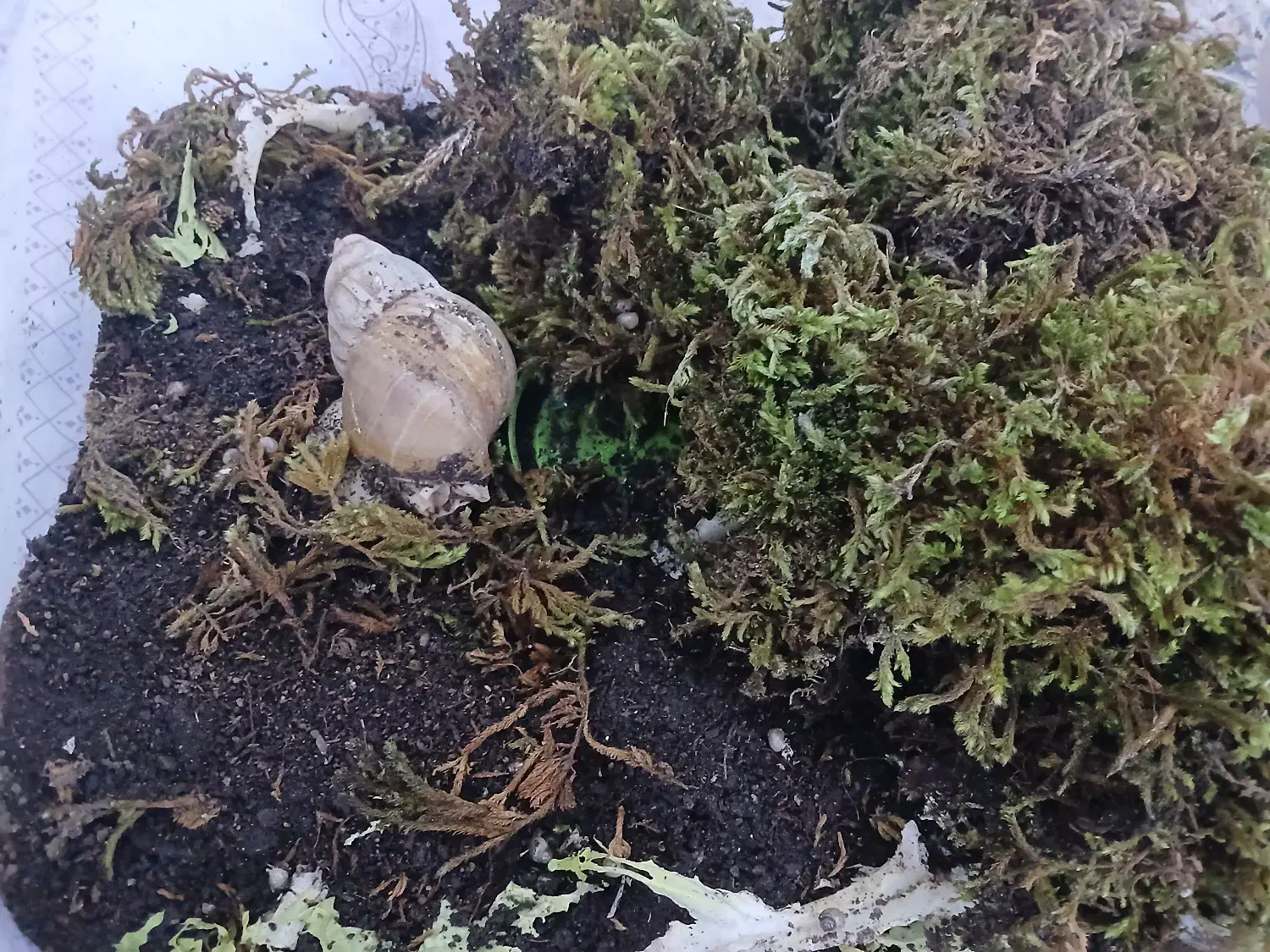 حلزون مولد|خزنده|قم, بلوار امین و ساحلی|دیوار